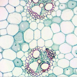 Mikroskop Biolux NV 20x-1280x m/HD okular