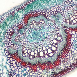 Mikroskop Biolux NV 20x-1280x m/HD okular