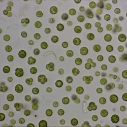 Mikroskop Biolux NV 20x-1280x m/HD okular